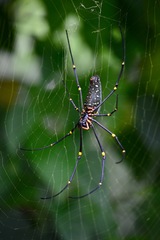 Nephila