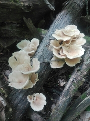 Pleurotus cornucopiae