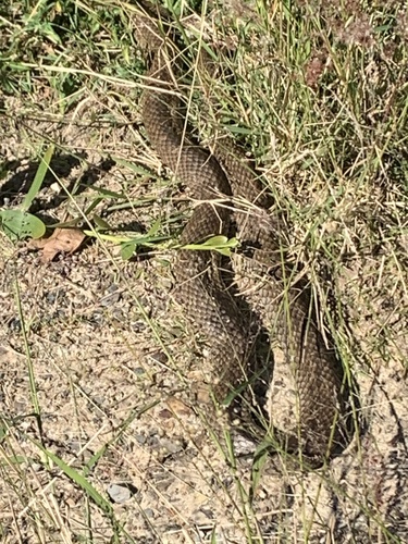 Eastern Brown Snake sighting