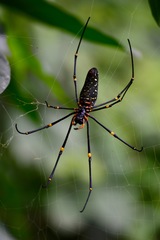 Nephila pilipes