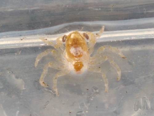 photo of True Crabs (Brachyura)