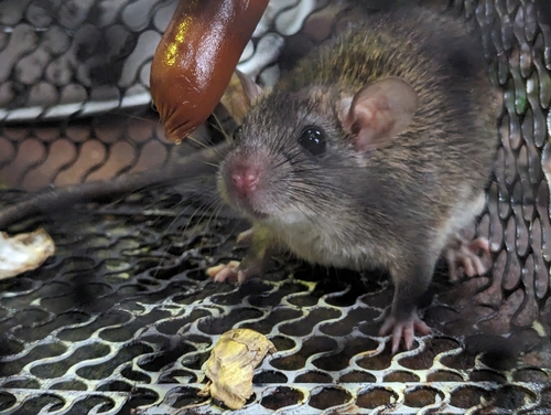 Losea Rat