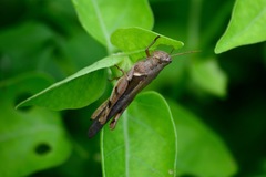 Acrididae