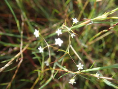 Platysace linearifolia