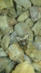 Oligia strigilis