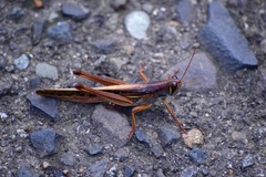 Acrididae