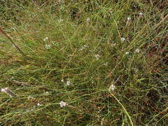 Platysace linearifolia
