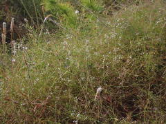 Platysace linearifolia