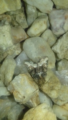 Oligia strigilis