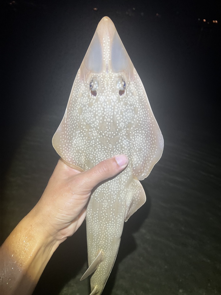 Freckled Guitarfish
