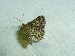 Heliomata glarearia