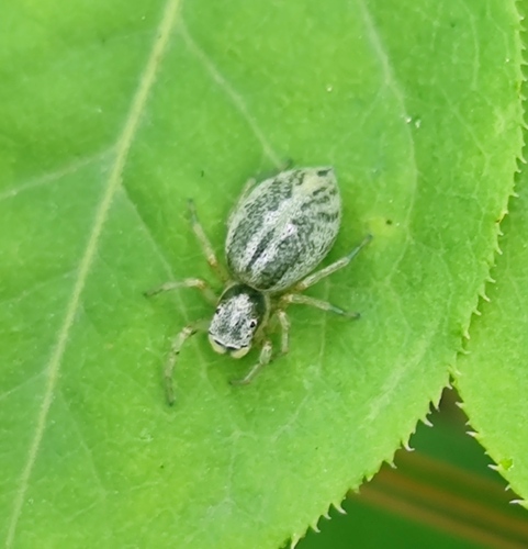 Phintella arenicolor