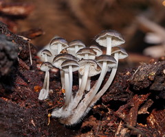 Mycena tuvara