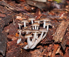 Mycena tuvara