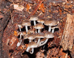 Mycena tuvara
