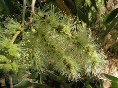 Melaleuca argentea