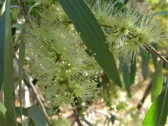 Melaleuca argentea