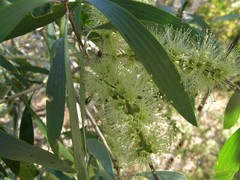 Melaleuca argentea