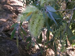 Melaleuca argentea