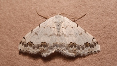 Scopula decorata