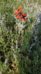 Papaver argemone