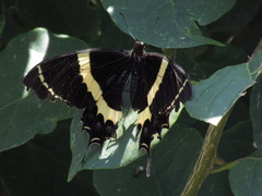 Papilio garamas garamas