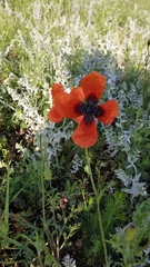 Papaver argemone