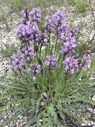 Oxytropis campestris var. dispar