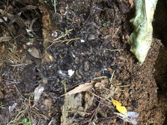 Lycoperdon compactum