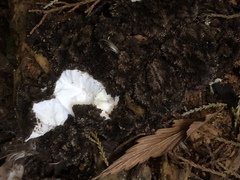 Lycoperdon compactum