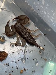 Hormurus