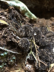 Lycoperdon compactum