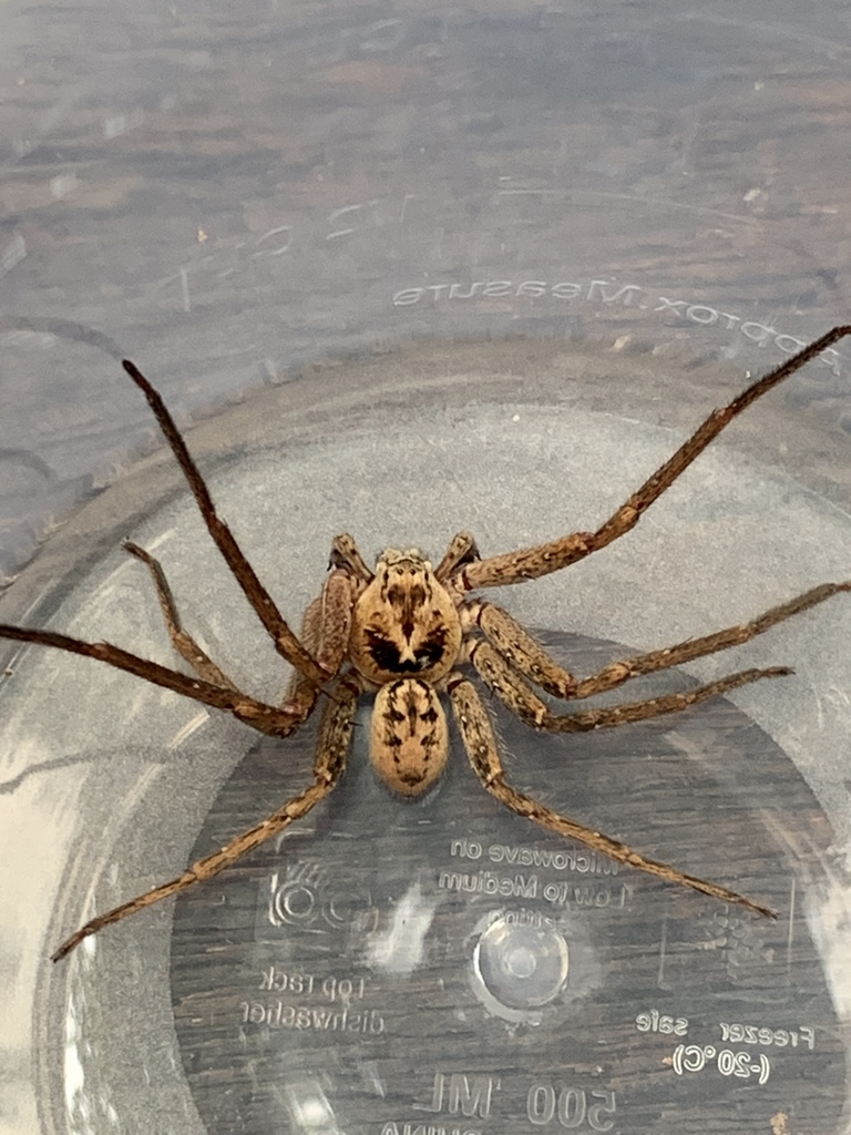 Heteropoda cooloola