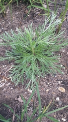Artemisia campestris caudata