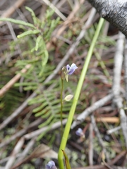Utricularia uliginosa