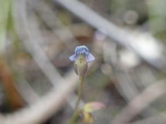 Utricularia uliginosa