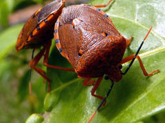 Anaxarchus pardalinus