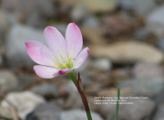 Zephyranthes sessilis