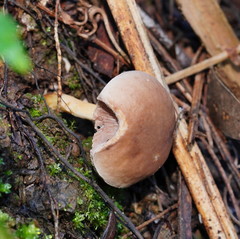 Fistulinella mollis