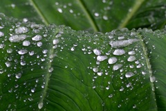 Alocasia macrorrhizos