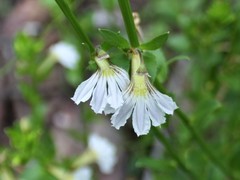 Scaevola angulata