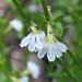 Scaevola angulata - Photo (c) Zig Madycki, algunos derechos reservados (CC BY-NC-ND), subido por Zig Madycki