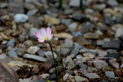 Zephyranthes sessilis