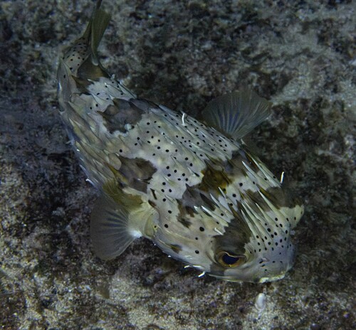 Longspined Porcupinefish