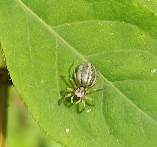 Phintella arenicolor