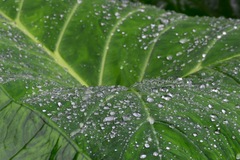 Alocasia macrorrhizos