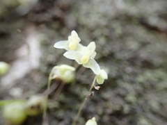 Bulbophyllum exiguum
