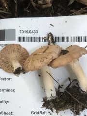 Rhodocybe piperita