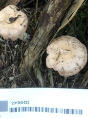 Rhodocybe piperita