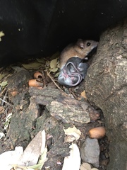 Peromyscus gambelii